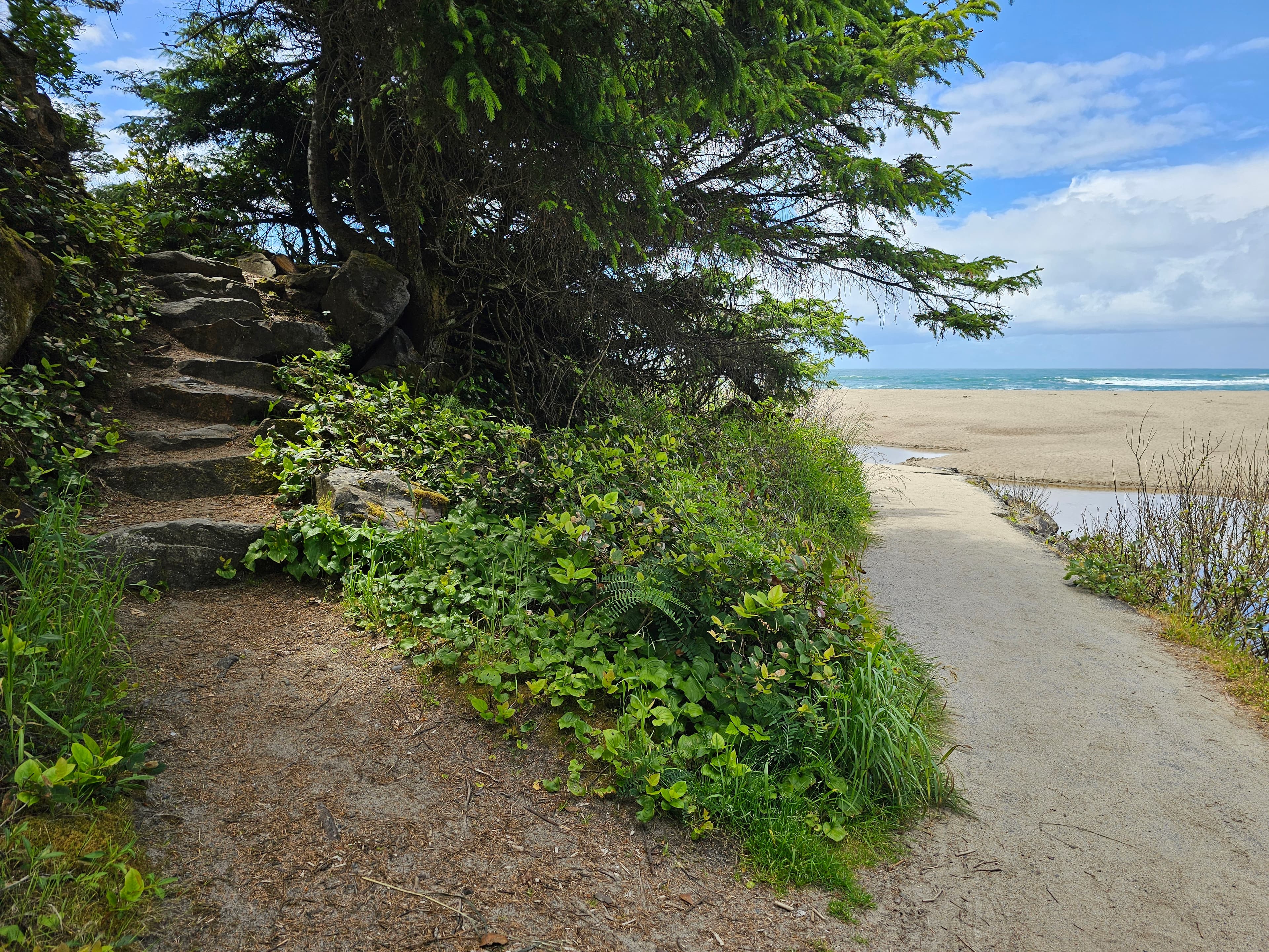 Forest path leading to beach